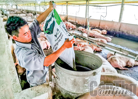 Đảm bảo an toàn đàn vật nuôi trong thời điểm chuyển mùa