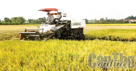 Vĩnh Thạnh: Gần 20.000ha tham gia đề án chuyên canh lúa chất lượng cao