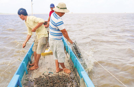 Tỉ phú sò huyết vùng Miệt thứ