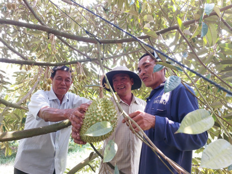 Sầu riêng phát triển “nóng” ở Giồng Riềng