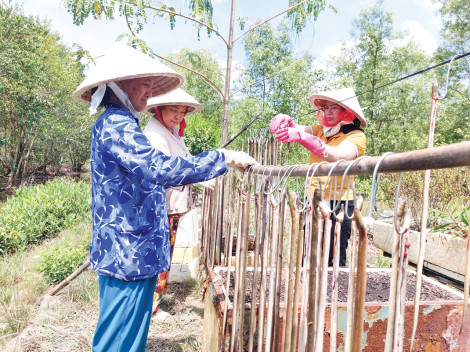 Khởi nghiệp với loại khô hiếm