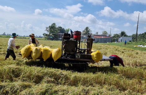 Cần Thơ bước vào thu hoạch lúa hè thu 2023