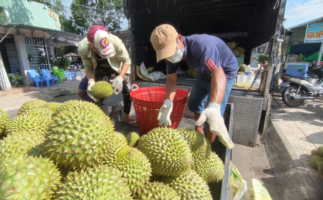 Sầu riêng tăng giá