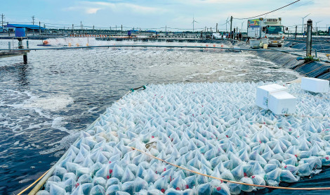Liên minh cần thiết và cấp bách trong ngành tôm