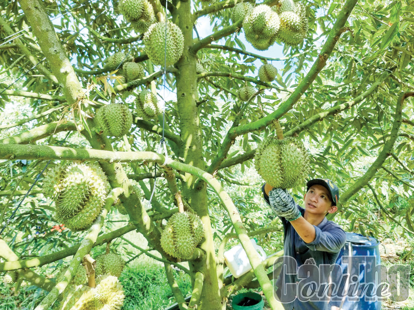 Gia tăng giá trị sầu riêng với phân bón hữu cơ
