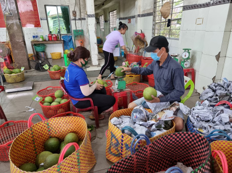 Bưởi da xanh giảm
