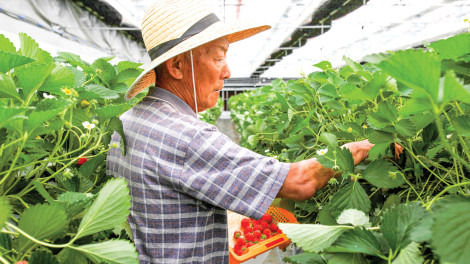 Nhật Bản xem xét sửa đổi luật nhằm đảm bảo an ninh lương thực