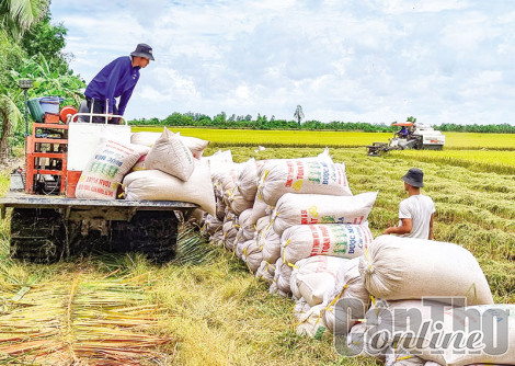 Chủ động thu hoạch và tiêu thụ lúa hè thu