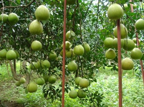 Chi phí lắp đặt Hệ thống tưới nhỏ giọt cho cây bưởi da xanh mới