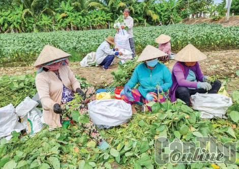 Triển vọng phát triển mô hình trồng đậu nành rau trên nền đất ruộng
