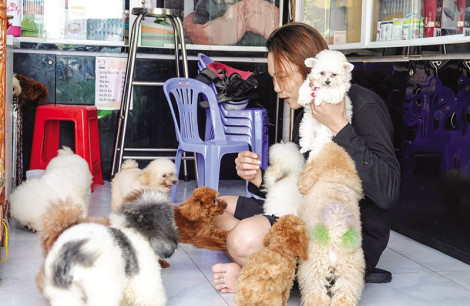“Bén duyên” với chó kiểng