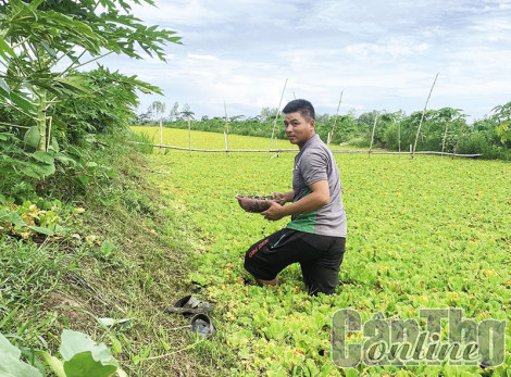 Khấm khá nhờ nuôi ốc bươu đen