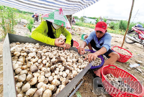 Giá nấm rơm tăng