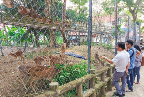 Nuôi hươu, nai phục vụ du lịch