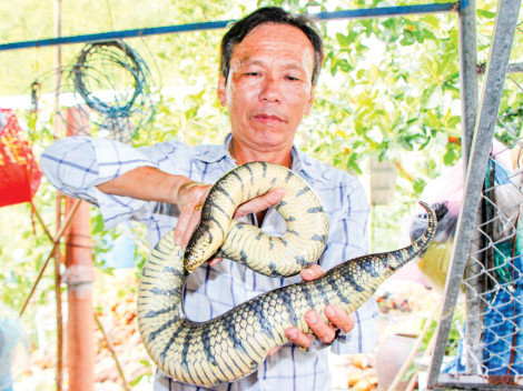 Nuôi rắn ri voi cho thu nhập cao