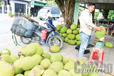 Giá mít Thái khởi sắc trở lại