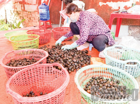 Ốc bươu đen, ốc lác giảm giá
