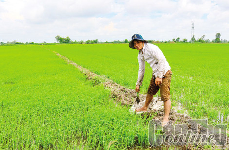 Ðể sản xuất thắng lợi lúa vụ thu đông