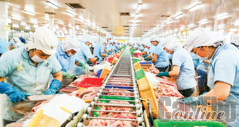 ĐBSCL - Xuất khẩu cá tra còn nhiều khó khăn