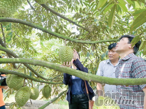 Xuất khẩu rau quả tăng mạnh