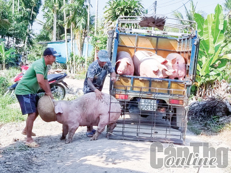 Heo hơi tăng giá, người chăn nuôi heo vẫn còn gặp khó!