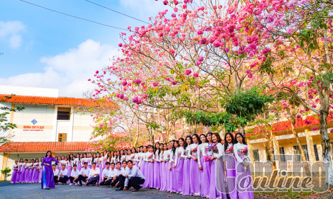 Nghiên cứu trồng kèn hồng trên tuyến đường dọc Kè rạch Khai Luông