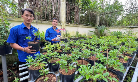 Thêm thu nhập từ nghề trồng hoa kiểng