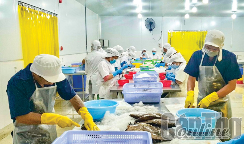 Hỗ trợ hợp tác xã tiếp cận các nguồn lực phát triển