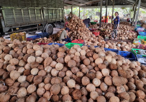 Dừa khô nguyên liệu giảm giá