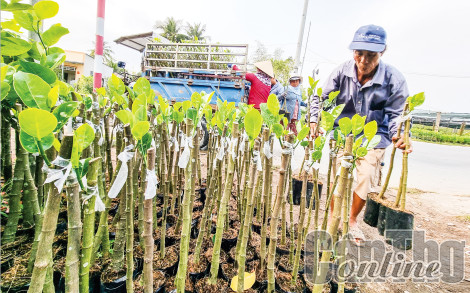 Để đảm bảo nguồn cung và chất lượng giống cây ăn trái