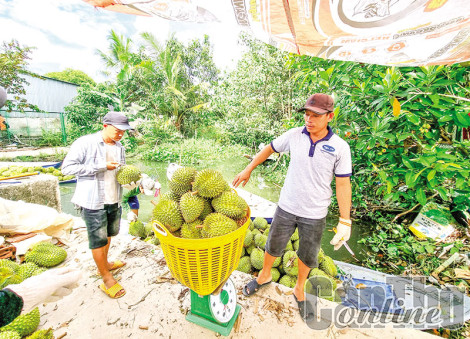 Giá trái sầu riêng tăng, giá cá tra giống giảm mạnh, xoài cát Hòa Lộc  tăng giá
