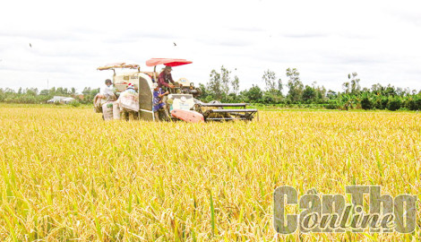 Nâng cao hiệu quả sản xuất nông nghiệp