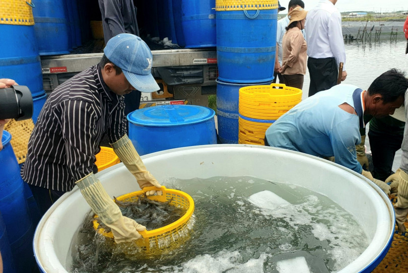 Tìm giải pháp để ngành tôm nâng dần lợi thế cạnh tranh