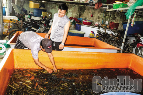 Giá lươn thịt giảm