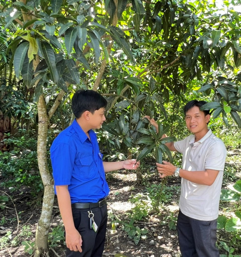 Làm giàu với mô hình trồng xen canh
