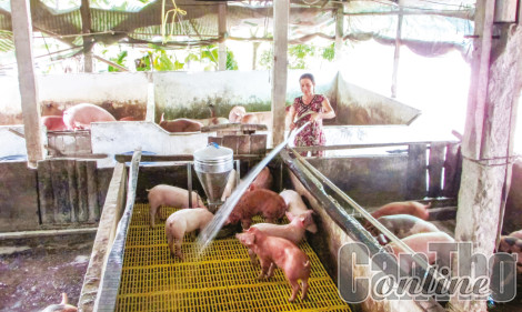 An toàn trong chăn nuôi, phòng chống dịch bệnh cho đàn gia súc, gia cầm