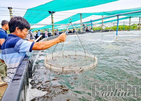 Giải pháp môi trường phát triển bền vững ngành tôm ở ÐBSCL