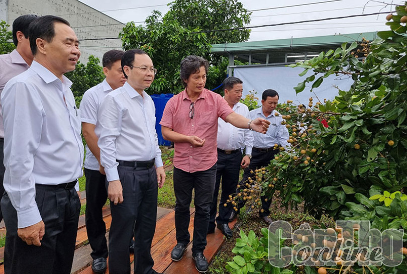 Bí Thư Thành ủy Cần Thơ thăm mô hình kinh tế hợp tác nông nghiệp hiệu quả