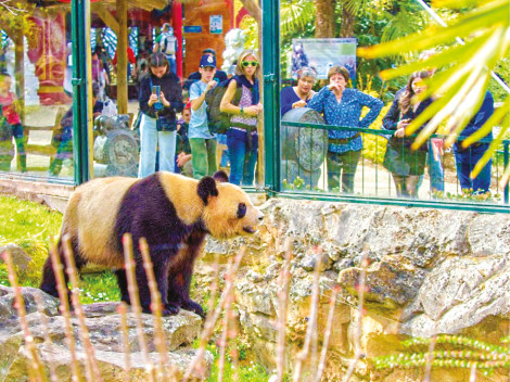 Ngoại giao gấu trúc