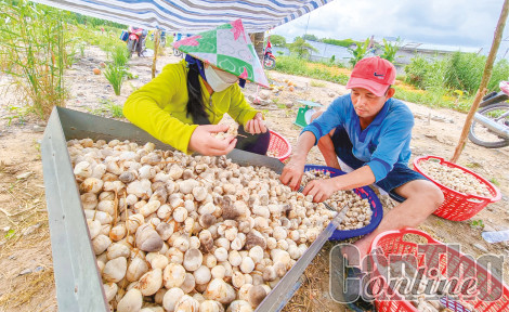 Nâng giá trị của rơm rạ gắn với giảm phát thải
