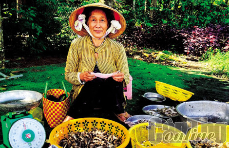 Giá nấm mối giảm nhưng vẫn ở mức cao