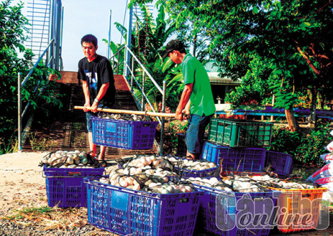 Vĩnh Thạnh nỗ lực xây dựng nông thôn mới nâng cao