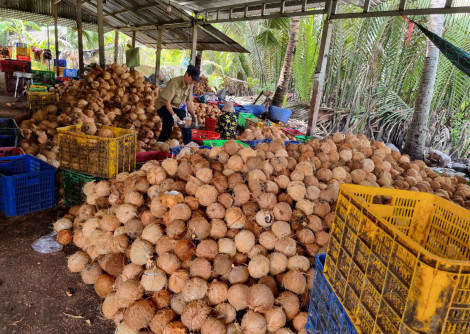 Giá tăng, người trồng dừa phấn khởi