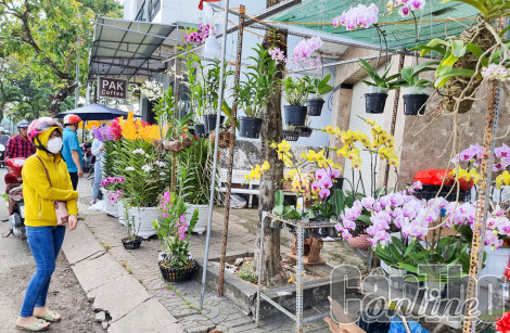 Cần Thơ tổ chức hội thi - hội thảo và triển lãm hoa lan mở rộng lần thứ VIII