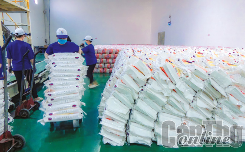 Cân đối cung cầu lúa gạo đảm bảo mục tiêu xuất khẩu và an ninh lương thực quốc gia
