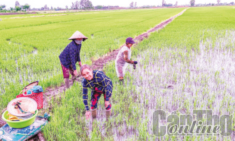 Cần Thơ xuống giống lúa thu đông vượt kế hoạch