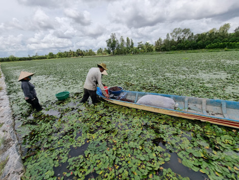 Mô hình luân canh trồng ấu