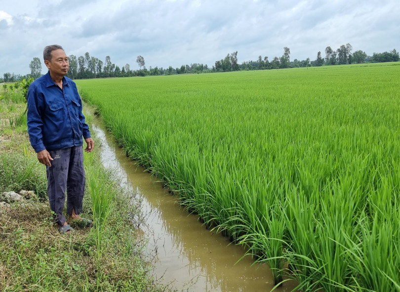 Thương lái đặt cọc lúa thu đông với giá cao