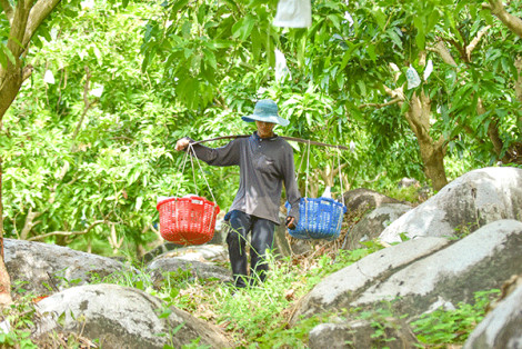 “Cõng” xoài xuống núi