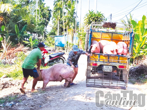 Giá heo hơi ở mức cao so với hồi đầu năm